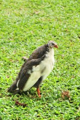 Guineafowl with the nature