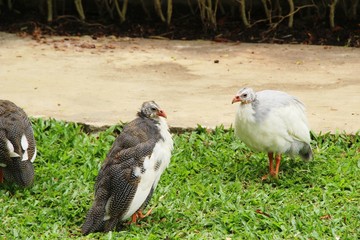 Guineafowl with the nature