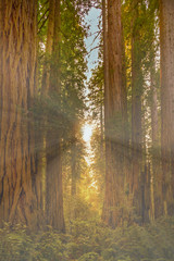 Redwood forest National Park