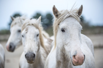Obraz na płótnie Canvas Close up Group Portrait of the White Camargue Horses.