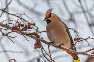A fun gray and orange Bohemian waxwing Bombycilla garrulus eats a red small apple on a branch of wild apple tree in the park in winter on a blue sky background