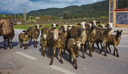 Izmir/Turkey - April 25 2018: Very old woman in willage working as shepherd with her sheeps riding donkey