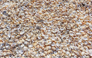 Seashells on the seashore