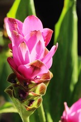 Beautiful pink siam tulips with the nature