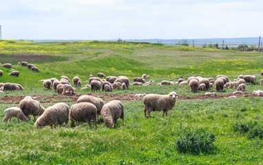 Naklejka na ściany i meble Sheep graze in a meadow 