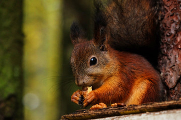 Naklejka na ściany i meble Wild red fluffy squirrel in the village eating nuts