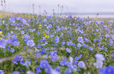 Flowering flax field