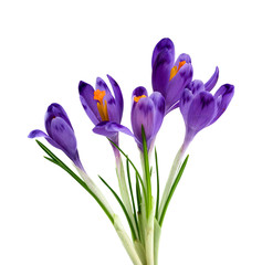 Bouquet of beautiful spring snowdrops flowers violet crocuses on a white background with space for text. Top view