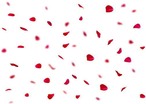 Valentine's day background or cards made of rose petals. In the background are blurred rose petals