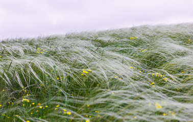 Feather grass field