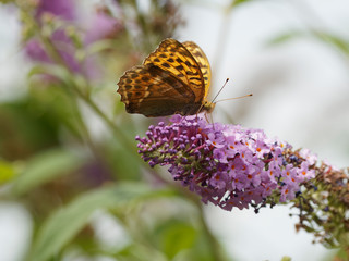 Argynnis paphia - Le papillon tabac d'Espagne posé sur une fleur de Buddleia