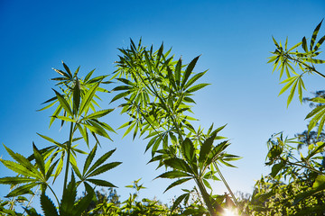 Beautiful still life with copy space of marijuana plant on blue sky background