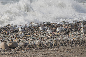 Seagulls standing on stone. In the background sea