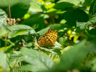 Argynnis paphia - Le Tabac d'Espagne, un grand papillon de clairières et sentiers forestiers