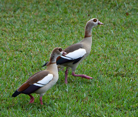 Two Egyptian geese, a male and female with buff, brown, white, and pink coloring and dark chocolate brown patches around their eyes, are walking together in green grass.  These geese mate for life.