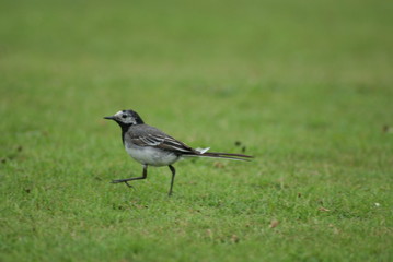 Bird in Grass