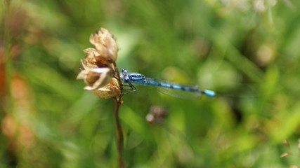 Dragonfly