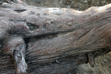 Fototapeta na wymiar beautiful root system and trunk of mountain pine of bizarre shape growing in rocks closeup