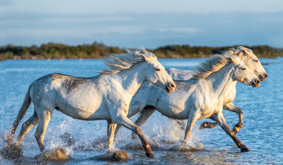 Obraz na płótnie Canvas White Camargue Horses galloping on the water.