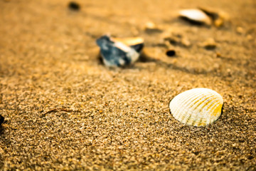 Muschel im Sand 3
