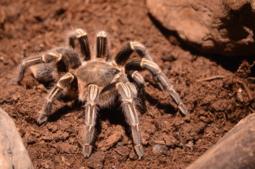 Tarántula