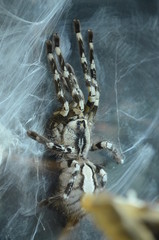 Tarantula
