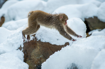 Obraz premium Japanese macaque in jump. Macaque jumps through a natural hot spring. Winter season. The Japanese macaque, Scientific name: Macaca fuscata, also known as the snow monkey.