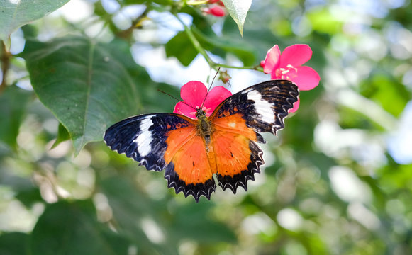 Beautiful butterflies in the garden