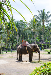 Naklejka premium Elephant in safari park 