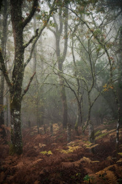 walking in the fog © Fernando