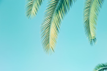 Retro toned Palm tree leaves. Palm and sky. Natural texture background with copy space.