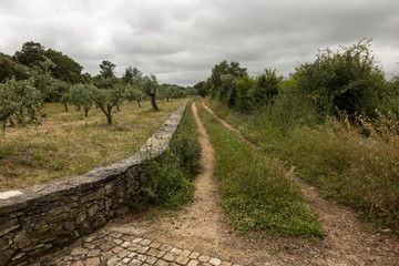 Fototapeta na wymiar a country road among fields with olive trees in Portugal,