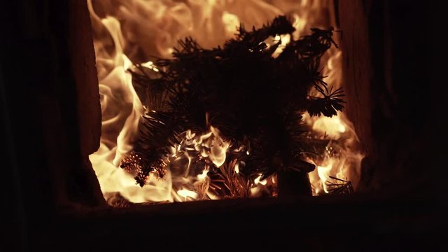 Burning dry pine needles, juniper in the fire