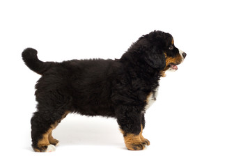 little bernese mountain dog puppy