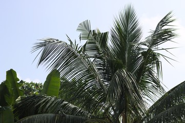 Fototapeta na wymiar Palm tree with a sky background (Ari Atoll, Maldives)