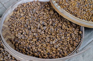 Luwak coffee beans fresh on drying