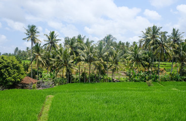 Fototapeta na wymiar Rice fields in Bali 