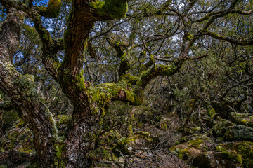 Obraz premium Troll forest in Central Plateau, Tasmania
