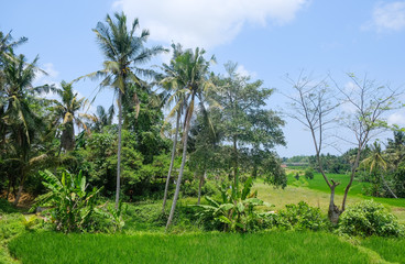 Fototapeta premium Rice fields in Bali 