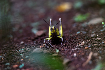 wood grasshopper in the garden in the afternoon