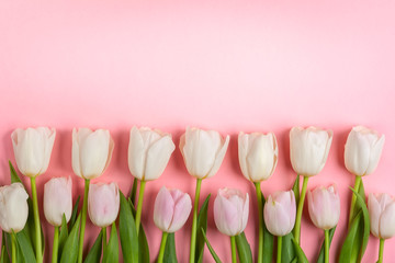 Beautiful white and pink tulips flowers for holiday.