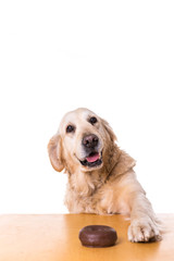 happy dog ​​with food on white background