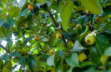 Green mangosteen on the tree