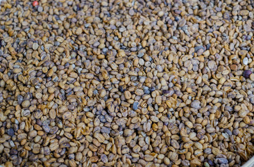 Luwak coffee beans fresh on drying