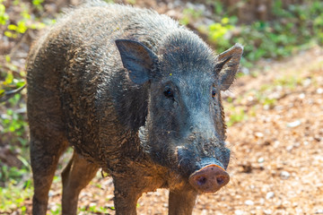 Wild boar. Yala National Park. Sri Lanka.