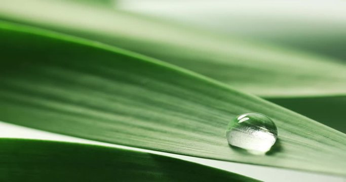 essential oil drop on green leaf