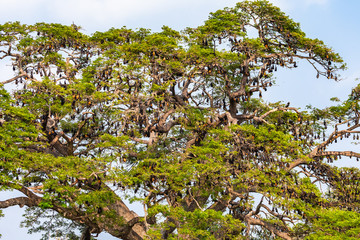 Fruit bat trees (Flying fox). Tissamaharama, Sri Lanka.