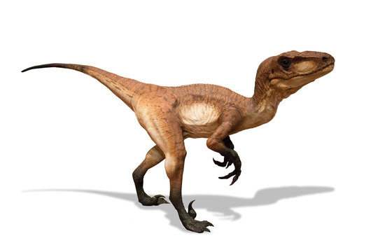 Velociraptor isolated on white background