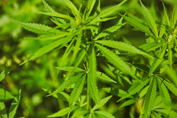 Green fresh marijuana leaves pattern
