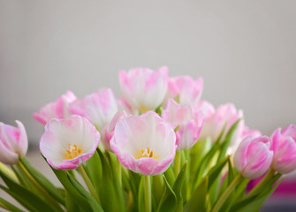 A closeup of soft pink tulips for Mother's Day and as a Spring interior decoration